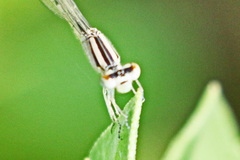 Enallagma durum