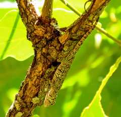 Anolis beckeri