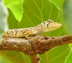 Anolis beckeri