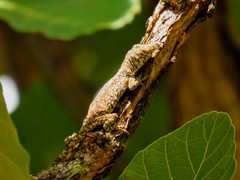 Anolis beckeri