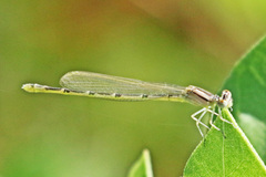 Enallagma durum