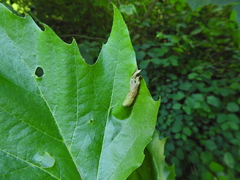 Phyllonorycter platani