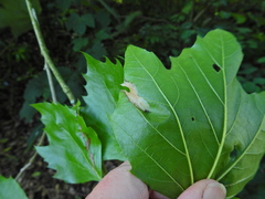 Phyllonorycter platani