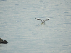 Chroicocephalus ridibundus