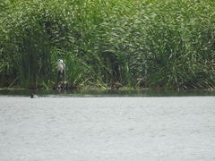 Ardea cinerea