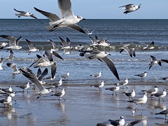 Leucophaeus atricilla