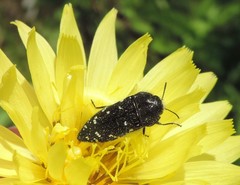 Acmaeodera ornatoides