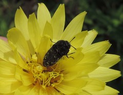 Acmaeodera ornatoides
