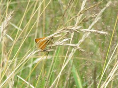 Thymelicus sylvestris