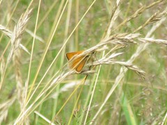 Thymelicus sylvestris