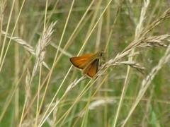 Thymelicus sylvestris