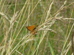 Thymelicus sylvestris