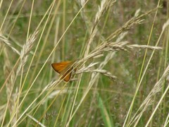 Thymelicus sylvestris