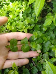 Lysimachia nummularia