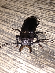 Mallodon chevrolatii