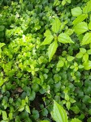 Lysimachia nummularia