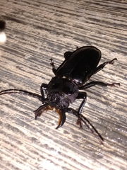 Mallodon chevrolatii