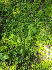 Lysimachia nummularia