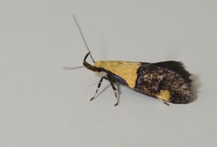 Oecophora bractella