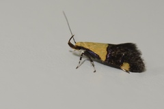 Oecophora bractella