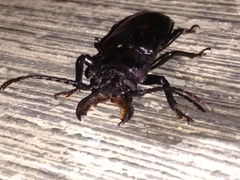 Mallodon chevrolatii