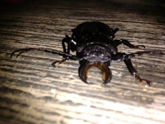 Mallodon chevrolatii