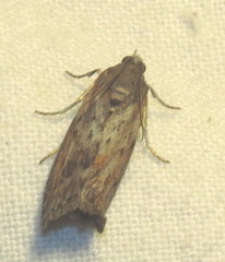 Sciota virgatella