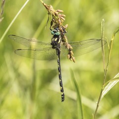 Cordulegaster obliqua