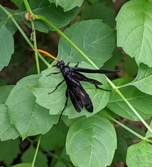 Gnamptopelta obsidianator