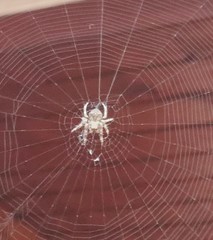Araneus diadematus