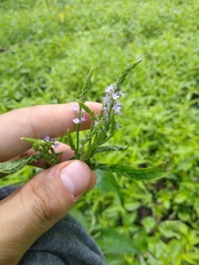 Verbena hastata