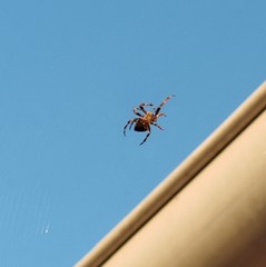 Araneus diadematus