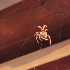 Araneus diadematus
