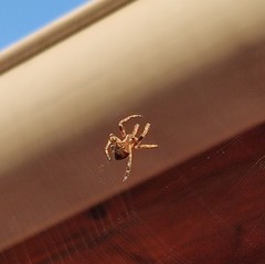 Araneus diadematus