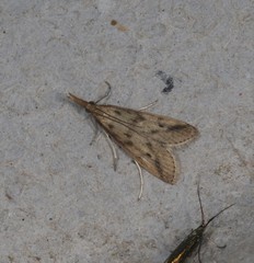 Donacaula longirostrallus