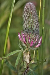 Trifolium purpureum