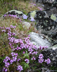 Thymus subarcticus