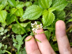 Cardamine pensylvanica