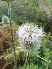 Dipsacus comosus