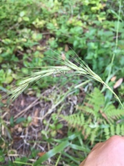Elymus californicus
