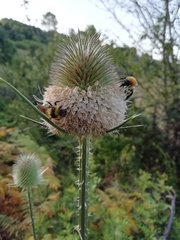 Dipsacus comosus