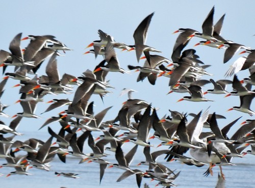 African Skimmer