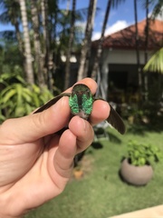 Chionomesa fimbriata