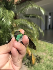 Chionomesa fimbriata