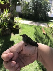 Chionomesa fimbriata