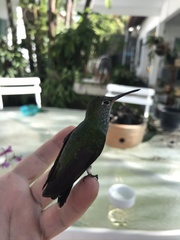 Chionomesa fimbriata