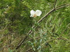 Argemone albiflora