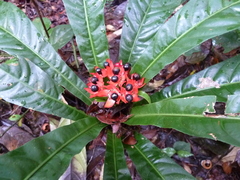 Campylospermum duparquetianum image