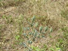 Argemone albiflora