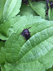 Bactericera antennata